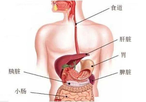 胃疼和肝疼对照图片看看你的肝和胃分别在哪里