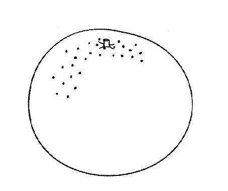 猛然一下就看出来了吧,这就是我们平时吃的水果,可爱的小橘子