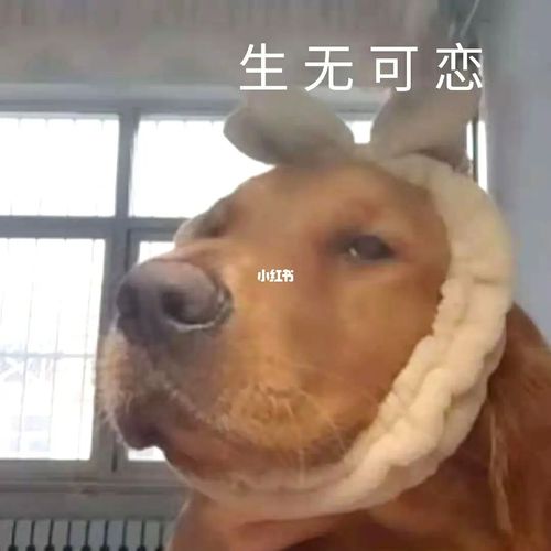 狗子的表情包越来越多啦_表情包_金毛_素材_表情包