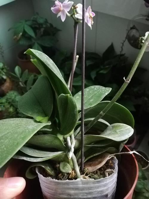 给蝴蝶兰繁殖,这种方法最简单,实用易养活