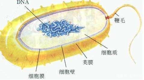 ①④ 解析:此题考查细菌,真菌和病毒的有关知识.