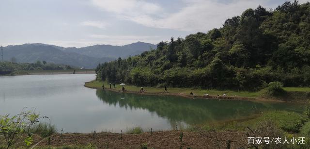 农村的小水库环境优美,作用巨大,是当地农民的重点保护对象