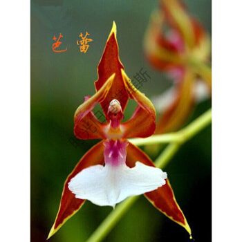 稀有植物猴面兰花 兰花苗 猴面小龙兰 室内盆栽 办公室 植物 芭蕾 不