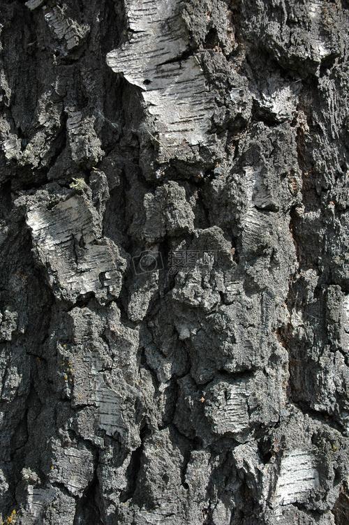 粗糙和质感旧的白桦树的树皮