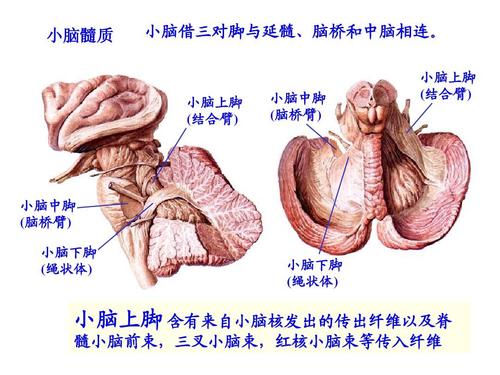 人体解剖学:小脑,间脑