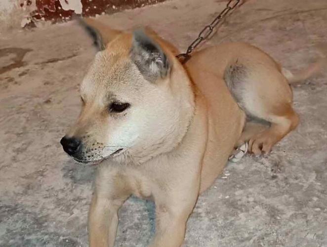 贵州本土好猎犬农村被发现,对比杜高犬能不能用,一看便知