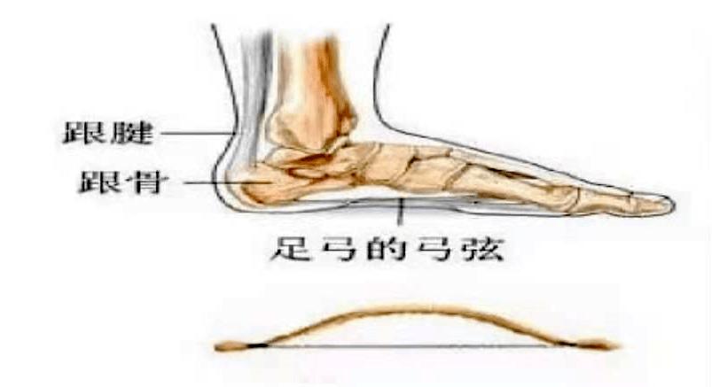 足跟骨骨刺即足跟骨骨质增生,其症状主要是足根压痛,行走时脚跟不敢