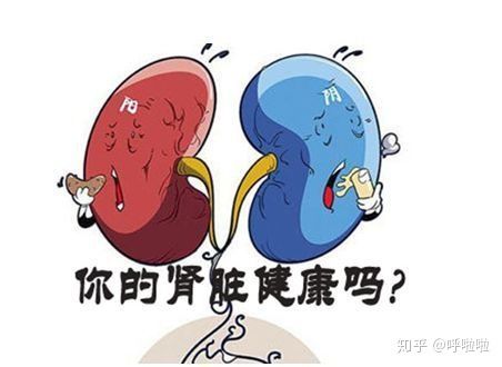 提高免疫力人体的重要器官肾