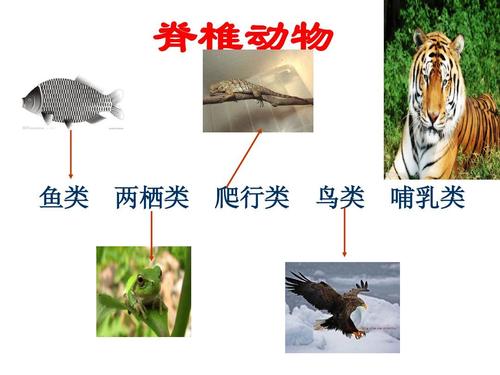 脊椎动物 鱼类 两栖类 爬行类 鸟类 哺乳类