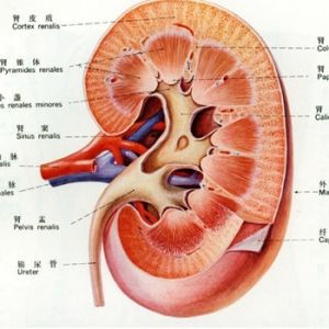 展开全部 肾盂是所有肾单位的肾小管集合的部位 用来把所有形成的