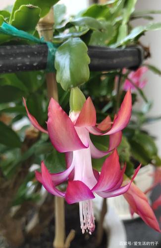 蟹爪兰开花,完美诠释了盛装而来,优雅老去,没有白等,美炸了