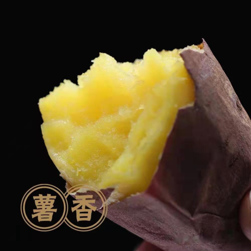 新品种日本玛莎莉高端黄金红薯口感软糯极甜远超番薯