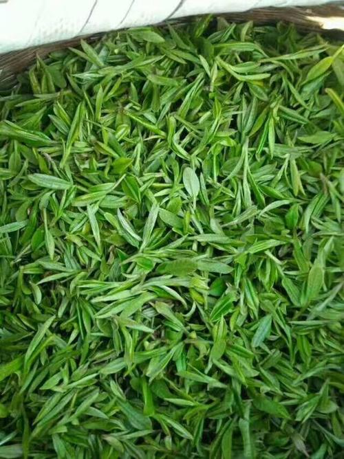 堂很恬做的霍山黄芽