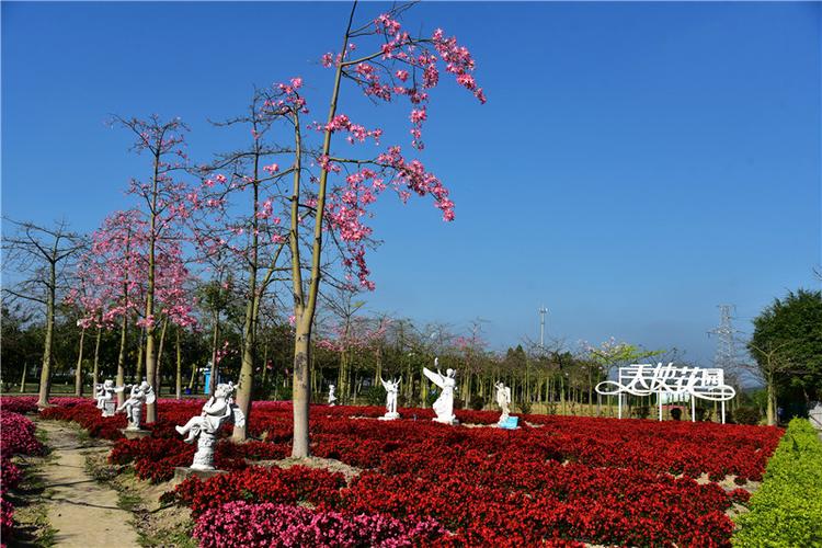 广州花都香草世界春色满园成了网红拍摄必来之地
