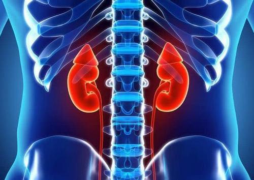 肾的实体位于腰部脊柱两侧,左右各一.