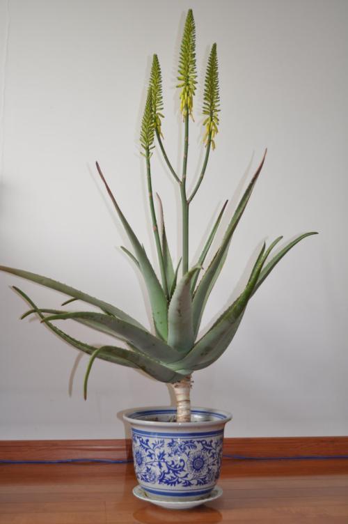 芦荟开花有好运?那不能随便养芦荟,做好这3步,芦荟开花颜值高