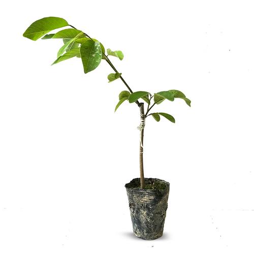 释迦果苗树大台湾凤梨佛陀果番荔枝苗嫁接南方种植当年结果果树
