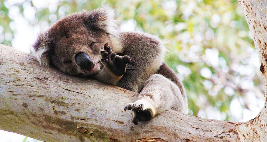 lone pine koala sanctuary 龙柏考拉动物园保护区