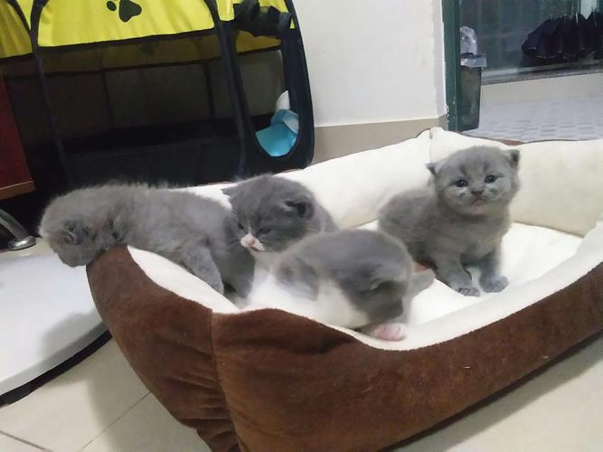 英短蓝猫～小哆啦