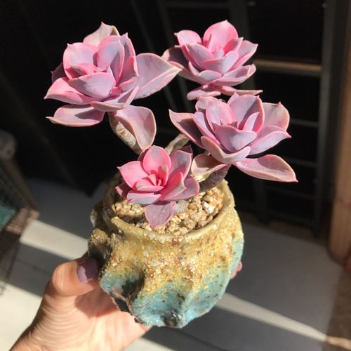 多肉植物彩虹老桩4