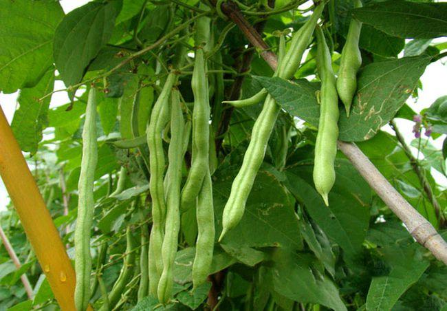 四季豆长豇豆落花落荚产量低原因就在几点很少有人知道