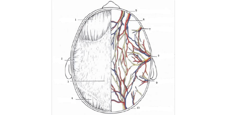 (3) 帽状腱膜  (4)枕额肌枕腹 (5) 滑车上神经 (6)眶上神经及血管 (7)