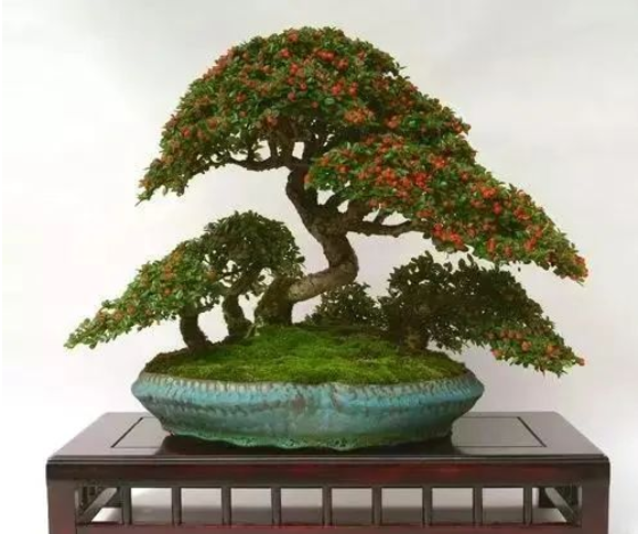 栒子盆景,花叶相衬,分外绚丽