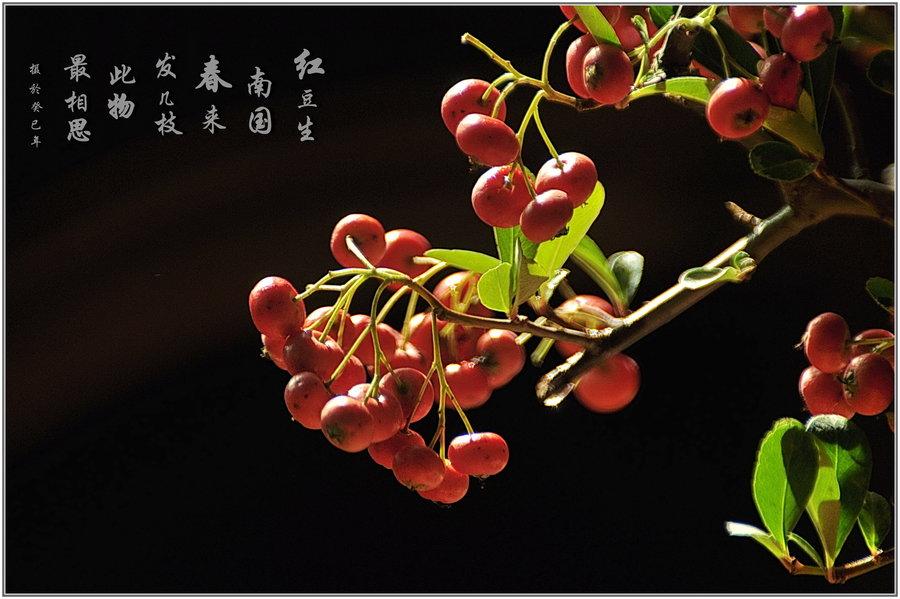 相思·红豆生南国的介绍