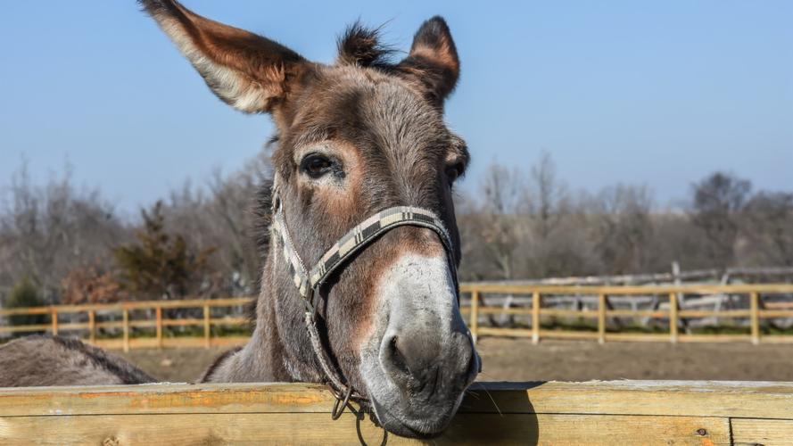 毛驴图片大全712