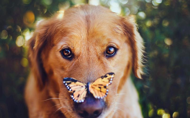 可爱汪星人宠物狗萌动可爱高清电脑桌面壁纸,动物壁纸,狗,动物宠物