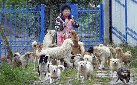 成都大妈救助近5000只流浪猫狗 月花20万