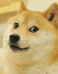 柴犬搞笑gif表情包-搞笑表情包