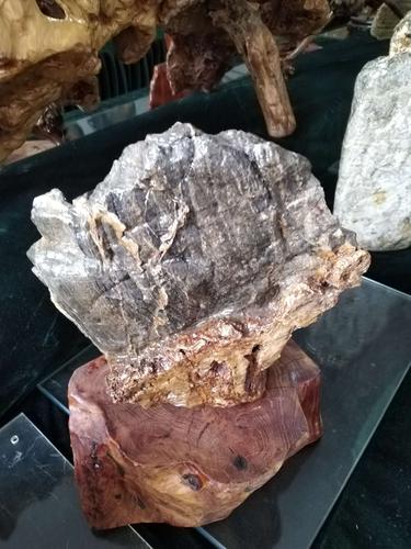 石头灵芝