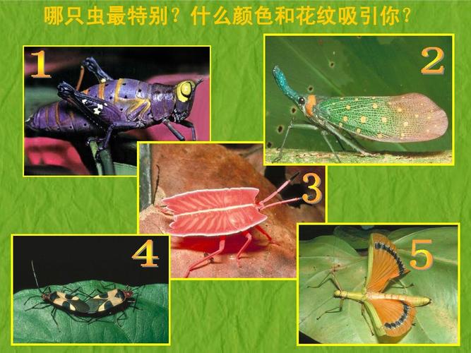 15 虫虫虫(二)-教学课件zt