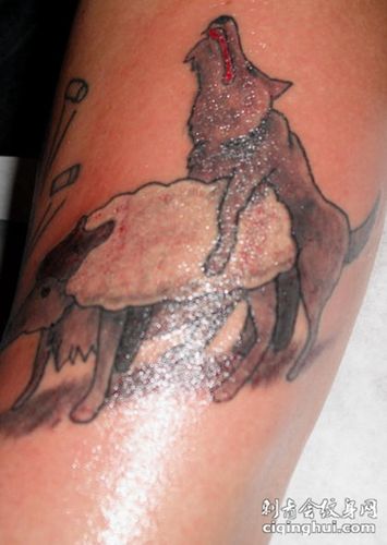 腿部保鲁夫狼和绵羊纹身图案