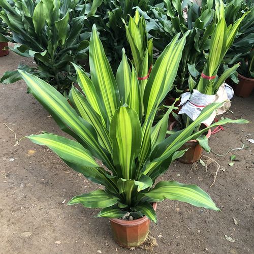 巴西铁树室内香龙血树金边也门铁树盆栽千年木美人铁巴西木植物