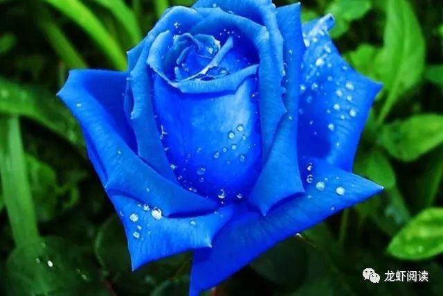 心理测试选出一朵最美的玫瑰花测试你男生心里是不是很值钱