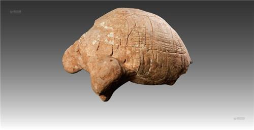 长寿龟化石拍卖交易情况