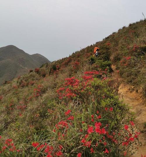 天露山水源山-户外天水线,杜鹃花云海风车|山花_网易