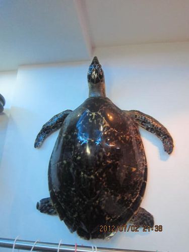 玳瑁意富贵 位置应斟酌