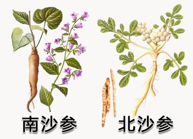 沙参非沙僧润肺止咳养胃生津的能臣虽南北两兄弟但性情相投