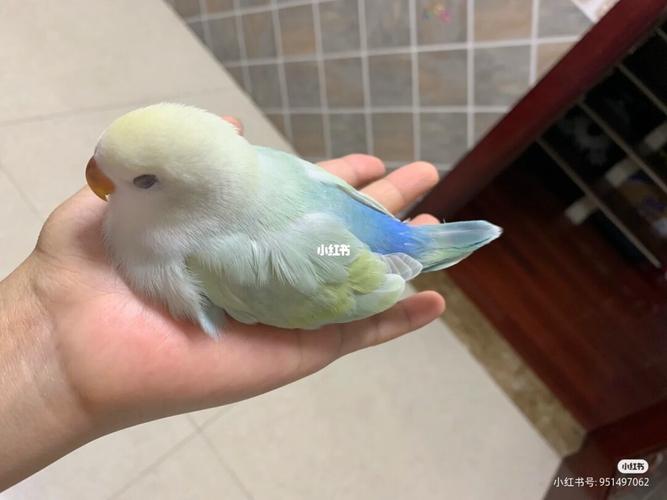 黄黄嫩嫩的黄化系牡丹鹦鹉图鉴来袭~_牡丹_日本_美图怎么样_周末_牡丹