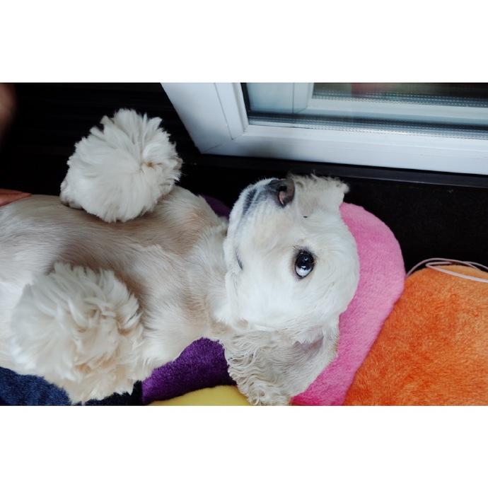 blackpink分享170710jennie与狗狗的周末捕捉到一只失宠的kuma落寞