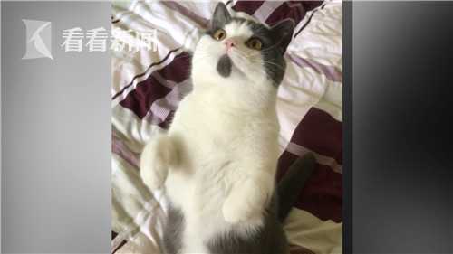 克隆宠物之争①:天价克隆猫回家 竟然长得不一样
