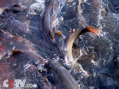 > 正文       1988年7月12日,任慕莲和同伴来到了喀纳斯湖