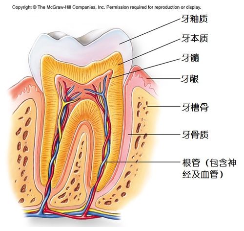 图解:牙齿解剖结构