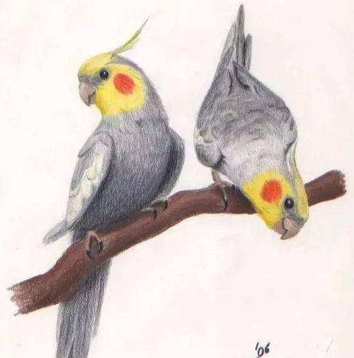 玄凤鹦鹉饲养与繁殖