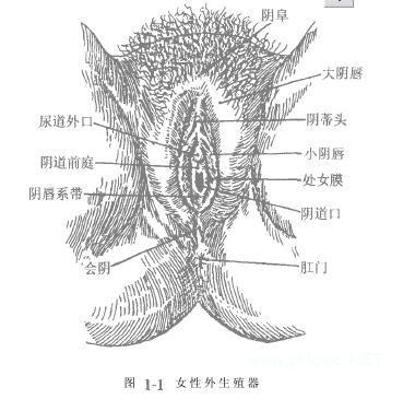 女性外生殖器官实图相关专业知识