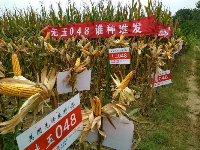 先玉048,谁种谁发.