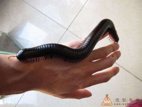 求这个虫子的名称 30分不成敬意